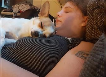 2 süße Chihuahuas suche zusammen ein Zuhause