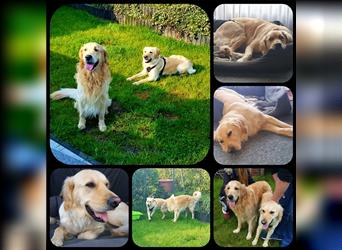 Golden Retriever Welpen reinrassig-Wurf: 22.April 24 / Abgabe Anfang Juli - Besuchstermine ab sofort