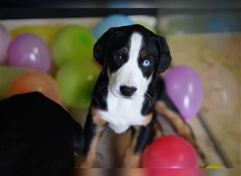 Berner Großer Schweizer Sennenhund Swissydog Puppy Welpe Hund Familienhund Mädchen Rüde blaue Augen