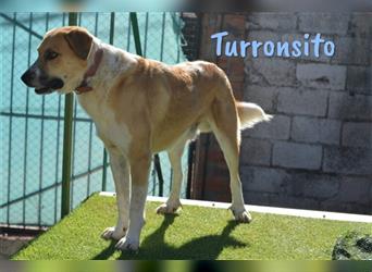 Turronsito 09/20 (ESP) - ausgeglichener, liebevoller und verschmuster Schatz!