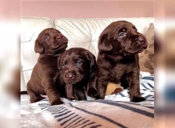Labrador Welpen chocolate (braun)