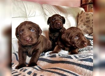 Labrador Welpen chocolate (braun)