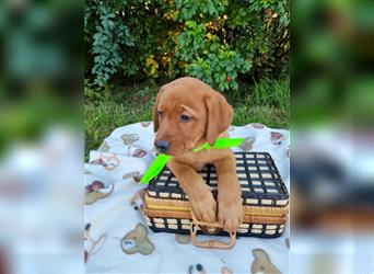 Labrador Retriever Welpen aus Familienzucht mit Papieren in der Farbe chocolate