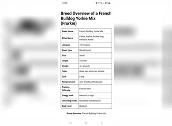 Frorkie - Französische Bulldogge Mix