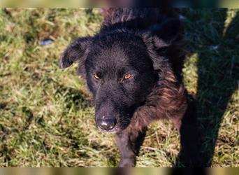 Ahiga - Er sucht hundeerfahrene Menschen, denn er muss wieder lernen zu vertrauen