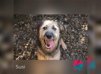 Susi – sucht nicht ihren Strolch, sondern dich !