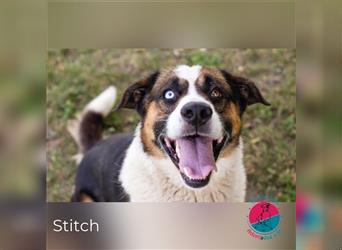 Stitch- ab geht’s ins neue Leben