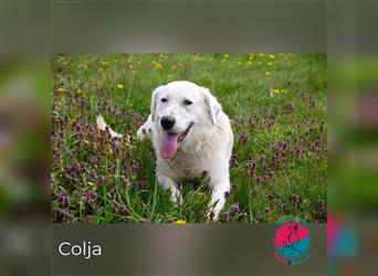 Colja – ein loyaler Freund fürs Leben