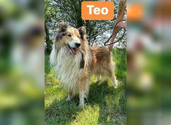Teo, 3,5 Jahre, 63cm sucht sein Heim