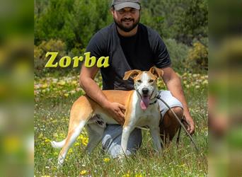 Zorba, geht mit Ihnen durch dick und dünn!