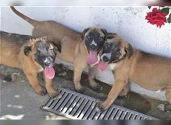 Ringo, Lobito und Esquivo, drei fröhliche Hundejungs