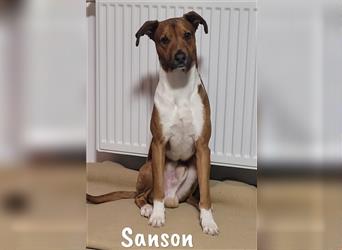 Sanson 11/2020 (in Deutschland) - neugieriger und verspielter Naturbursche!