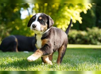 Berner Großer Schweizer Sennenhund Swissy Dog Puppy Welpe Hund Familienhund Junge Rüde Mädchen Thera
