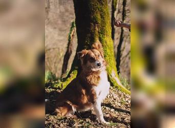 Familienhund Bulochka sucht ihr Zuhause