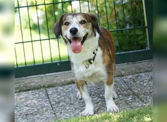 Knuffiger kleiner Hundejunge TYSON, 1 Jahr, wünscht sich liebevolles Zuhause FÜR IMMER !