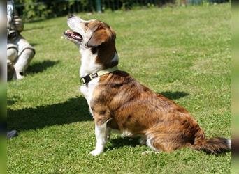 Knuffiger kleiner Hundejunge TYSON, 1 Jahr, wünscht sich liebevolles Zuhause FÜR IMMER !