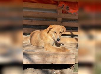 Donna - Labrador Retriever-Mischling, liebe Hündin, hellbraun, 49cm, Tierschutz