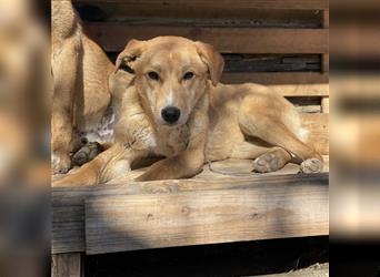 Donna - Labrador Retriever-Mischling, liebe Hündin, hellbraun, 49cm, Tierschutz