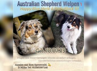 Wurfankündigung - Australian Shepherd
