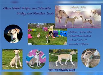 Polnischer Windhund , Greyhound, Saluki, Chart Polski 