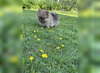 Zwergspitz/Pomeranian Welpen suchen ein liebevolles Zuhause