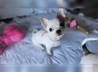 Reinrassige Chihuahua puppys