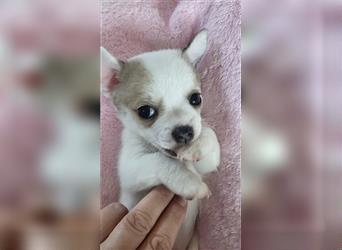 Chihuahua Boy