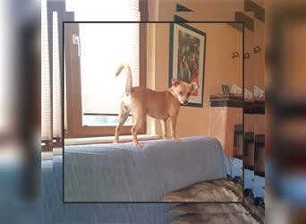 Chihuahua Mix (33 cm) - katzenverträglich, sozial u. anhänglich sucht Familienanschluss! MIT VIDEOS!