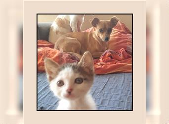 Chihuahua Mix (33 cm) - katzenverträglich, sozial u. anhänglich sucht Familienanschluss! MIT VIDEOS!