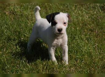 Parson Russell Terrier -Buddy