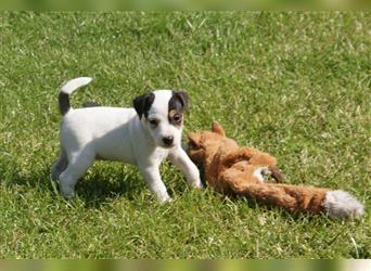 Parson Russell Terrier - Baya