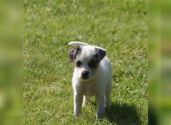 Parson Russell Terrier -Bea