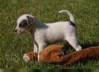 Parson Russell Terrier -Bea