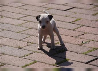 Parson Russell Terrier -Bonnie