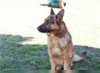 SANCHO - Rüde mit Vergangenheit sucht Menschen mit Geduld und Hundeerfahrung