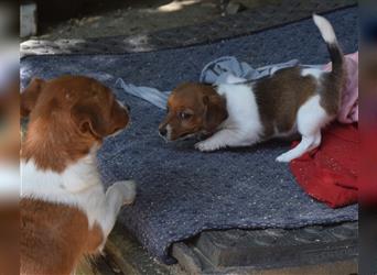 Jack-Russell-Terrierwelpen (Hündinnen), reinrassig, geimpft, gechipt