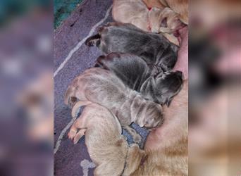 Labrador Welpen mit Ahnenpass suchen Ihre Familie