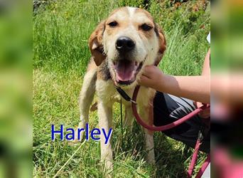 HARLEY ❤ EILIG! sucht Zuhause oder Pflegestelle