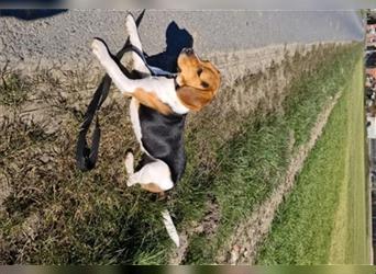 Reinrassige Beagle Welpen tricolor