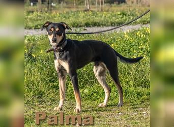 Palma, ein Hund für alle Fälle!