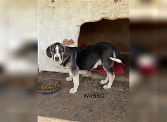 Wasko - Neugierig auf das Leben