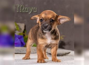 Maya, eine süße kleine Maus!