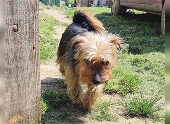reserviert: kleine Schmusemaus PAULCHEN - 9 Jahre, 28cm/5,5kg - Yorkshire Terrier