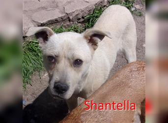 SHANTELLA ❤ sucht Zuhause oder Pflegestelle