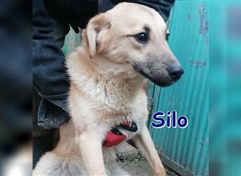 SILO ❤ EILIG sucht Zuhause oder Pflegestelle