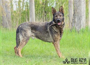 King ist ein 2 jähriger, kastrierter deutscher Schäferhund (?) Mischlingsrüde (*12.2020)