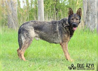 King ist ein 2 jähriger, kastrierter deutscher Schäferhund (?) Mischlingsrüde (*12.2020)