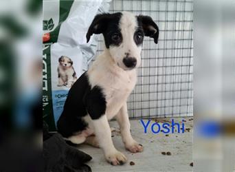 Yoshi, ein aktiver, verspielter Junghund