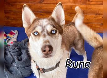 Sind auch Sie von dem Blick von Runa hypnotisiert?