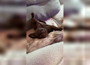 Reinrassiger Chihuahua Schoko Rüde